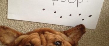 Hilarious photos of naughty cats and dogs confessing their crimes