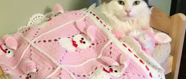 Sophie; the cat rescued from terrible conditions, now sleeps in her tiny doll bed every night