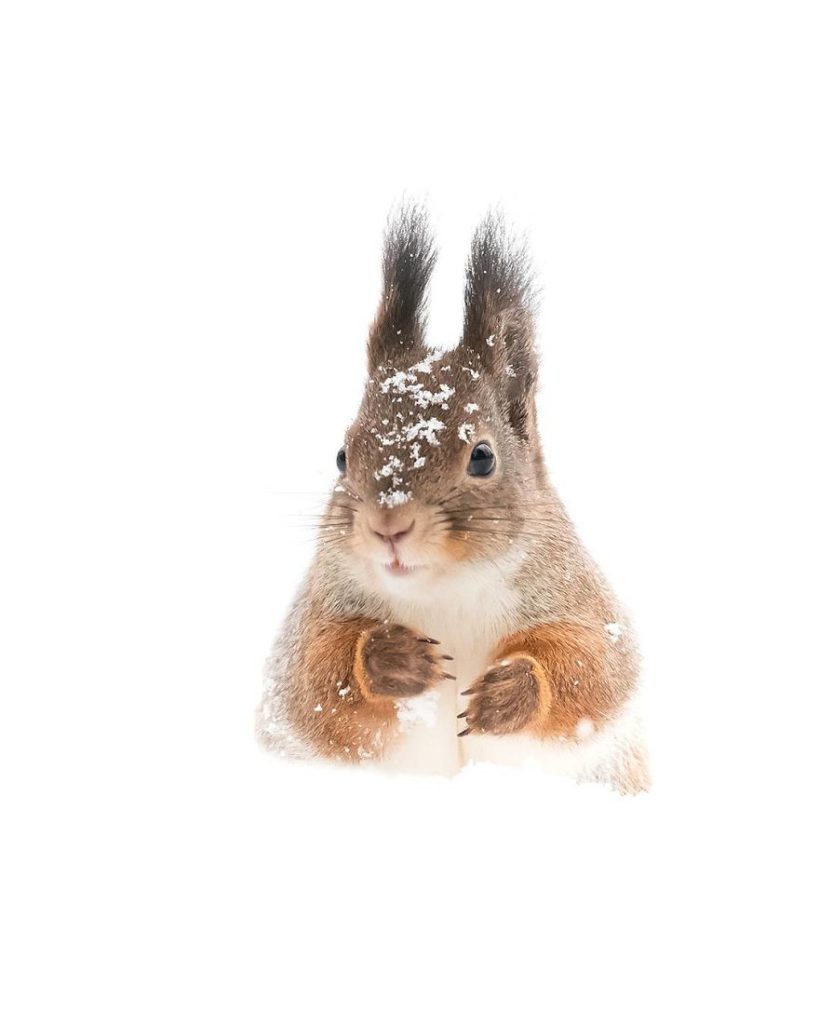 Ossi Saarinen photograph 11