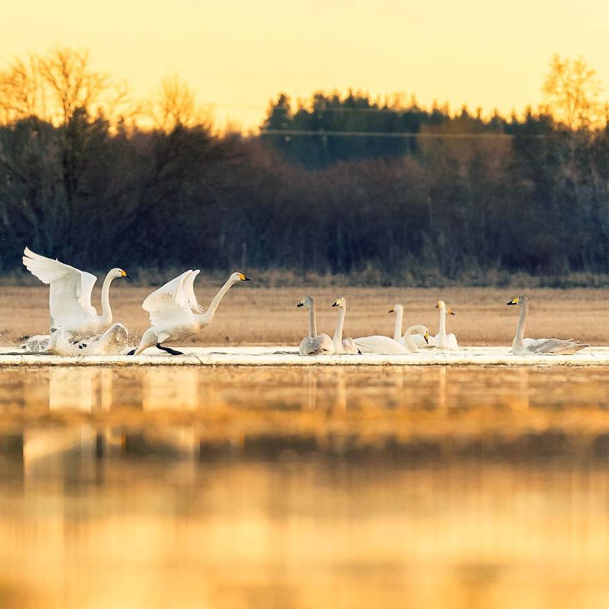 Ossi Saarinen photograph 18