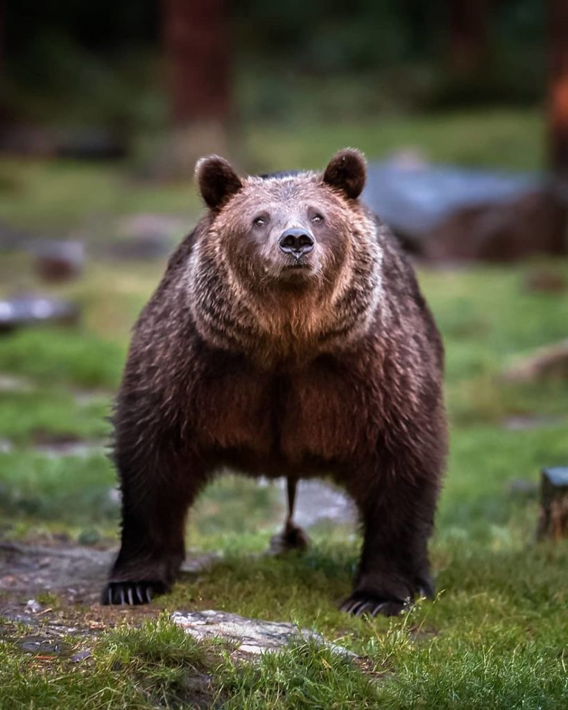 Ossi Saarinen; a Finnish photographer proves that Fairy Forests are ...