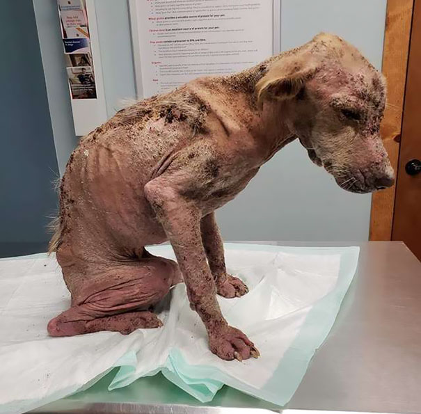 Rescue Dog