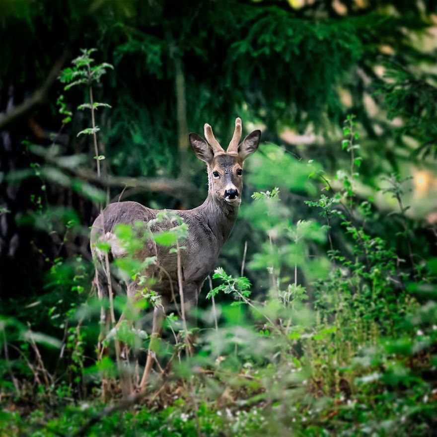 Ossi Saarinen photograph 20