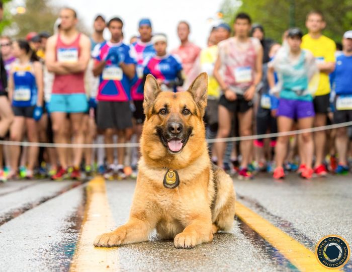 marathon dog