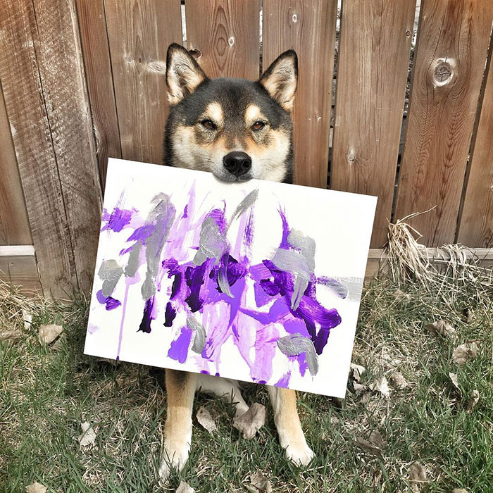 Shiba Inu 4