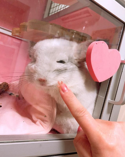 chinchilla away