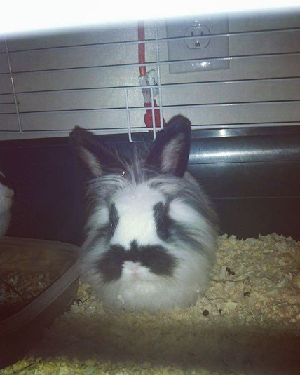 mustache
