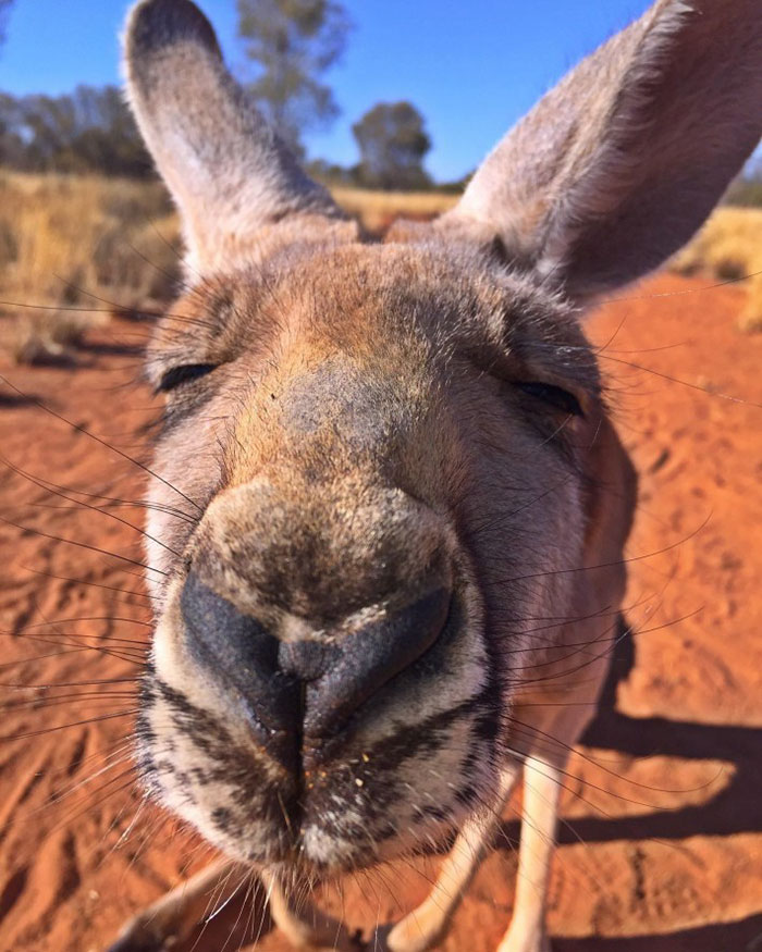 Kangaroo face
