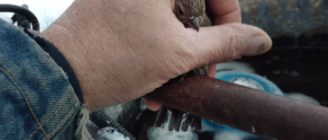 A man named Nelson Wilson rescues Frozen Bird with his Breath