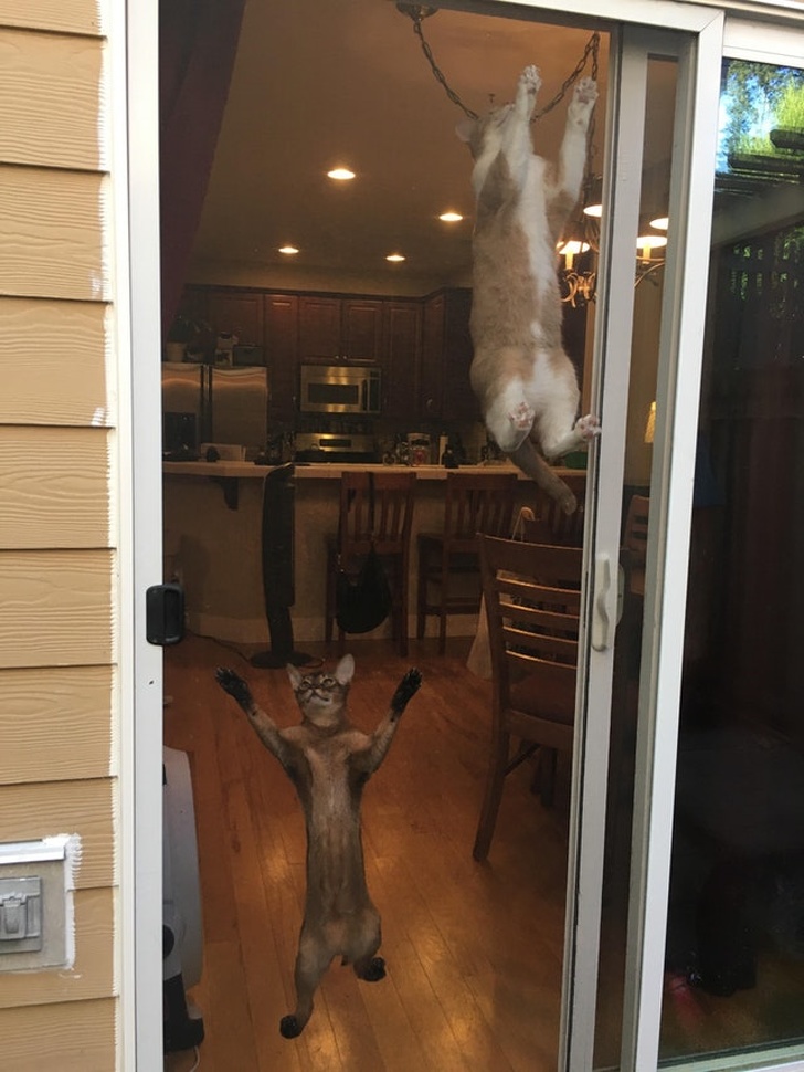 cats