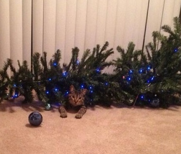 cat with Christmas tree
