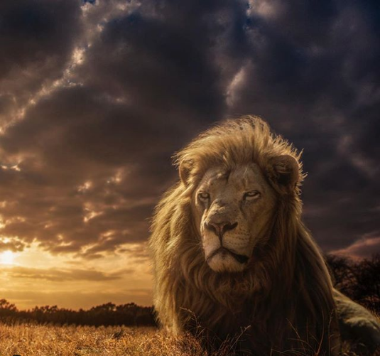 Lion King