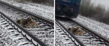 Injured dog unable to move in front of a moving train, his brave friend came to rescue