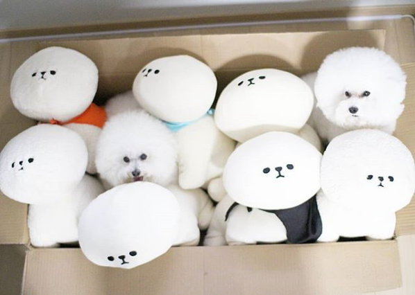 white dog
