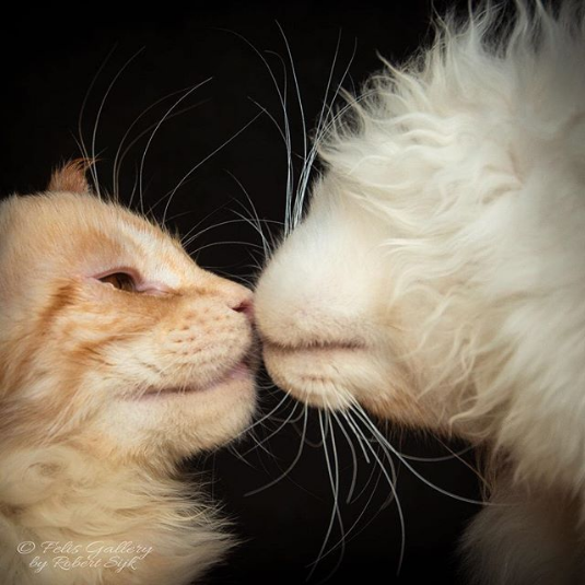 Cat kisses