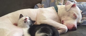 Hema; the rescue pit bull with rough past is now a mother to 20 foster kittens