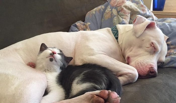 Hema; the rescue pit bull with rough past is now a mother to 20 foster kittens