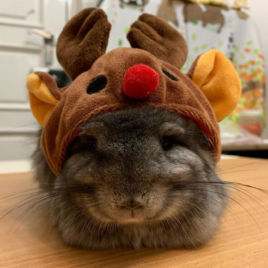 chinchillas embrace