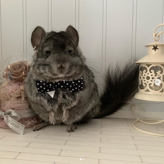 dress up