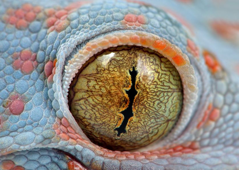 Geckos eye