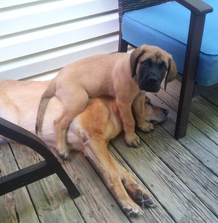 cute puppy