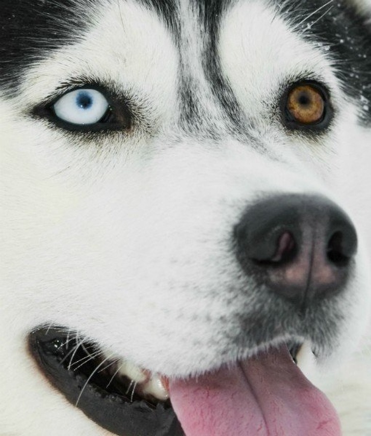 Huskies eyes