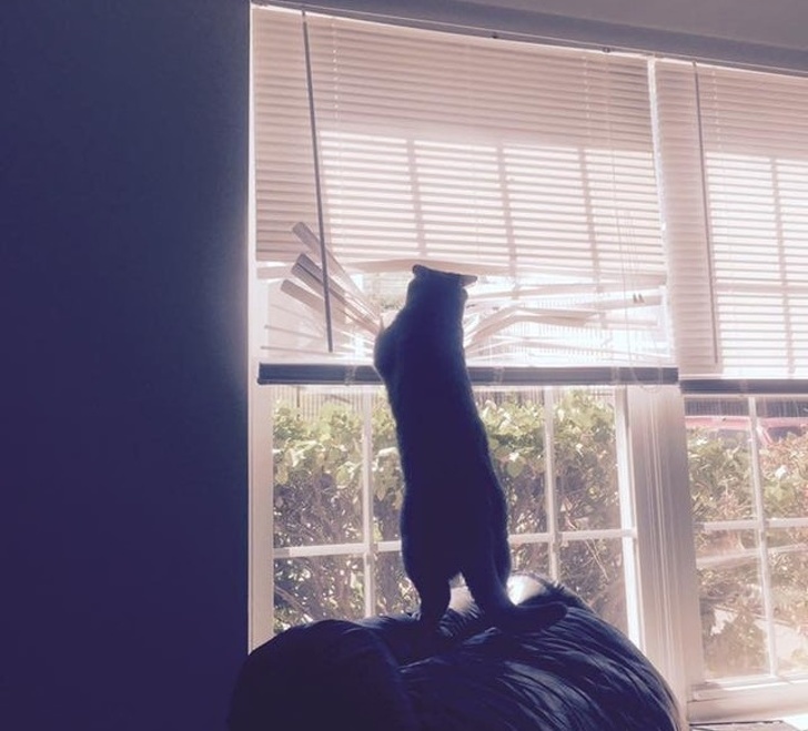 window