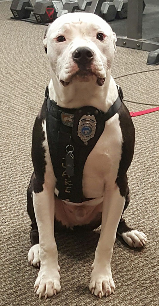 therapy dog