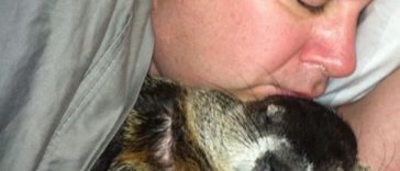 Coco, the blind Woodchuck was saved from death in a backyard; now it cannot stop snuggling with its rescuers