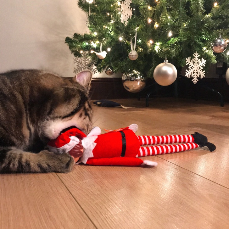 These pets aren’t totally into this whole Christmas thing