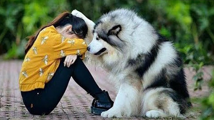 dog