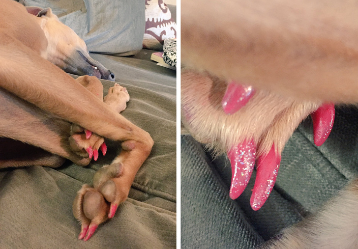 dog nails