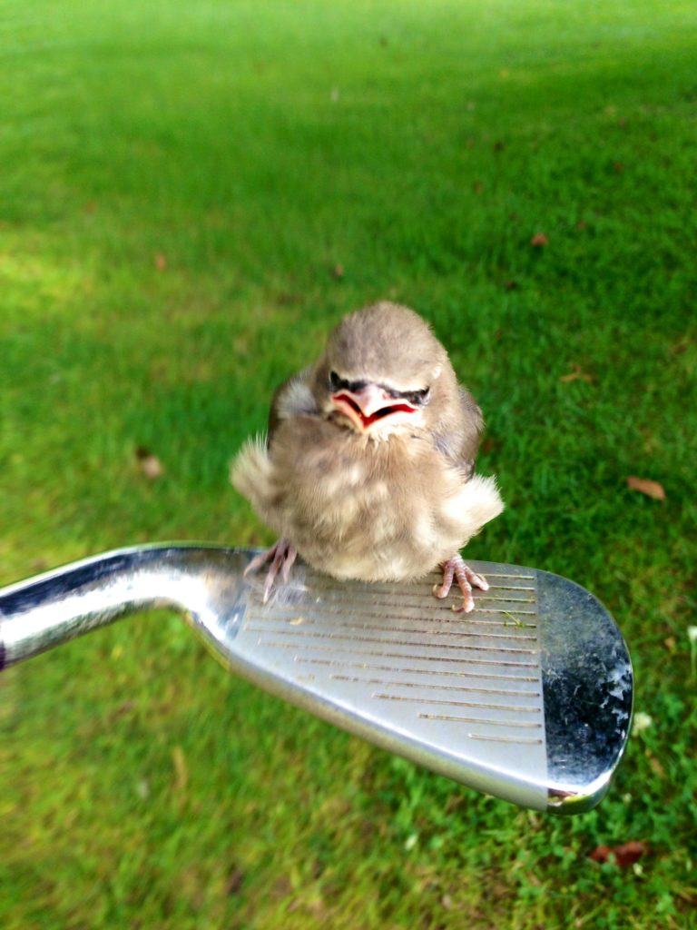 Angry Bird