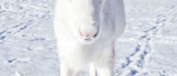Photographer Mads Nordsveen captures amazing photos of the extremely rare White Baby Reindeer in Norway