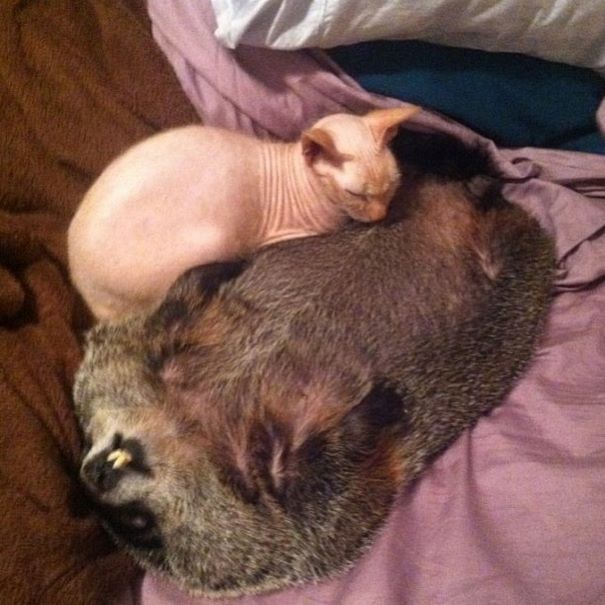 Coco, the blind Woodchuck was saved from death in a backyard; now it cannot stop snuggling with its rescuers