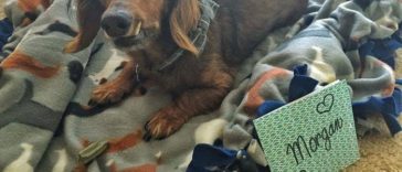 Morgan, the 18 years old rescued senior Dachshund Dog does everything on his bucket list, and he’s more alive than ever