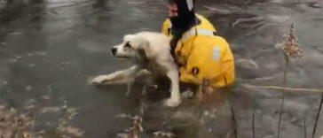 Firefighters rescued a dog that fell into an icy pond