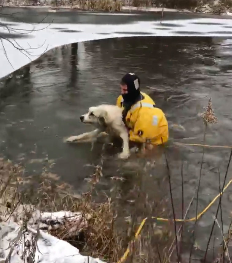 Firefighters rescued a dog that fell into an icy pond - Love Your Pet ...