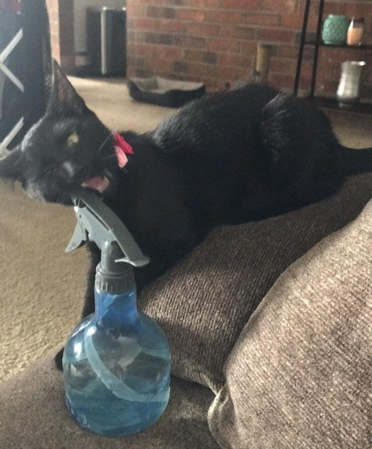 spray bottle