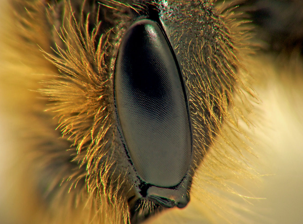 honeybee eye
