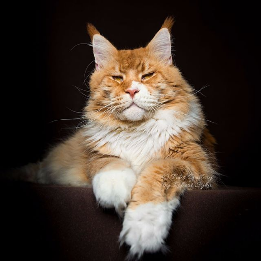 cat