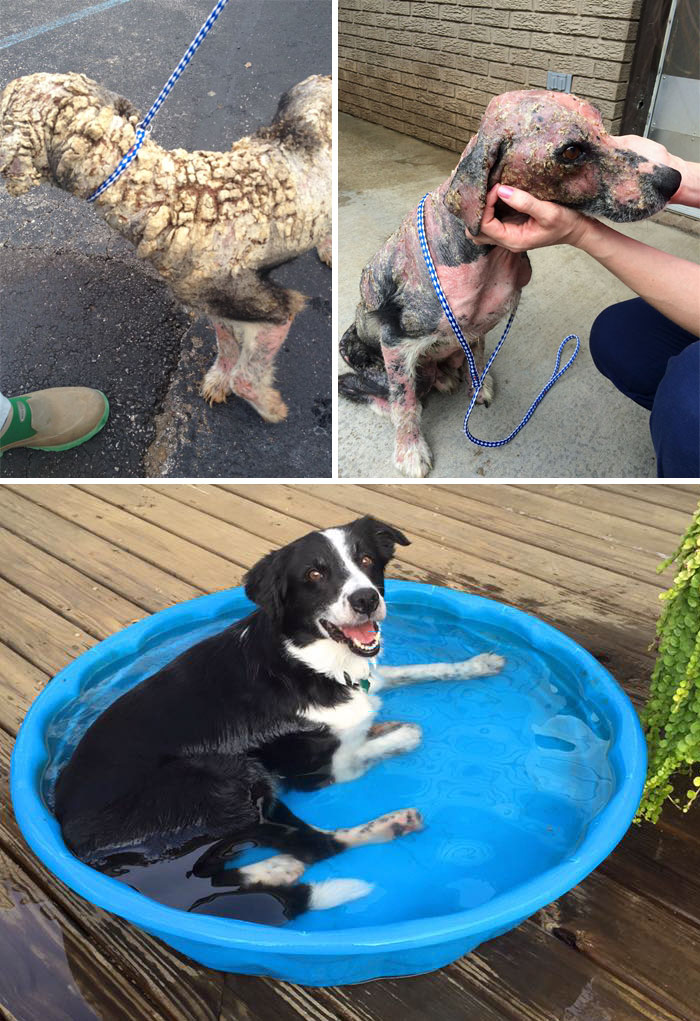 Rescued dog