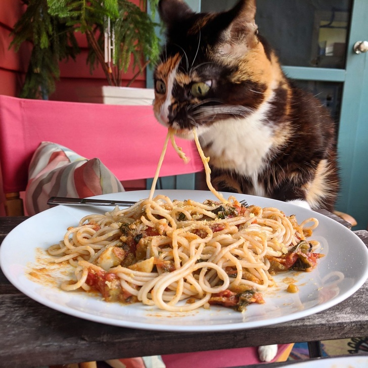 pasta