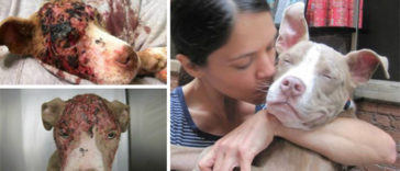 Amazing before & after rescue dog transformations show what love can accomplish