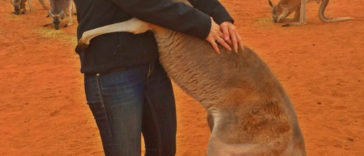 Abigail the hugging rescued kangaroo hugs her rescuers every day