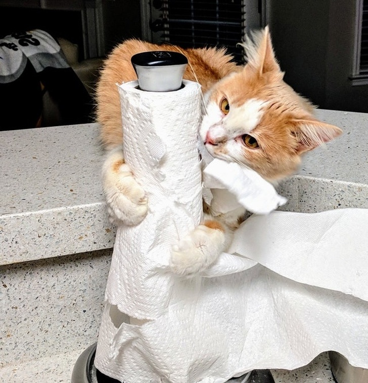 paper towel