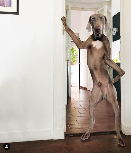human owners