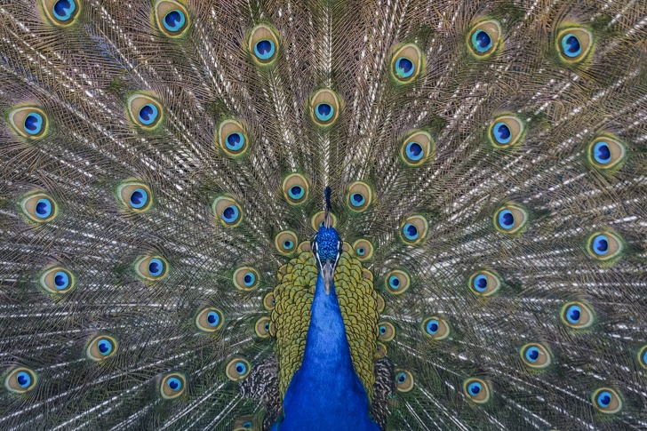 peacock