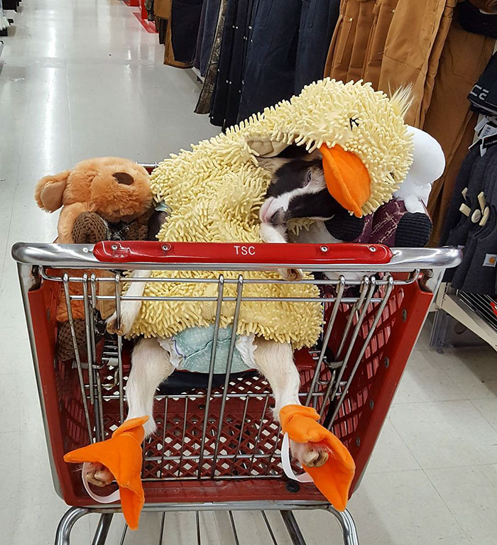 duck costume