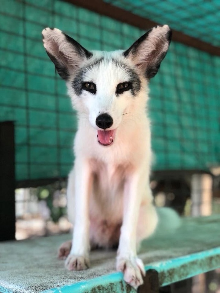 fox